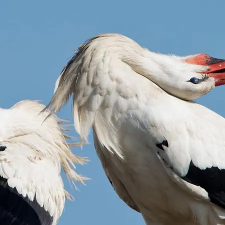 Rilican Best - View Hotel 3*